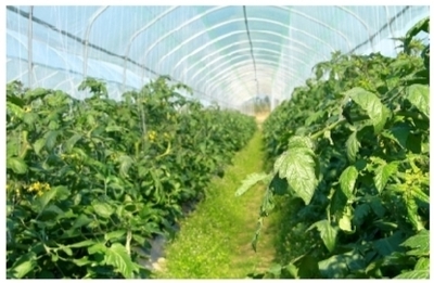 興寧區以科技賦能現代農業產業化，開啟農業高質量發展新篇章